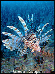 Lionfish by Sean Cooper 
